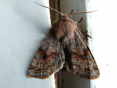 Clouded Drab